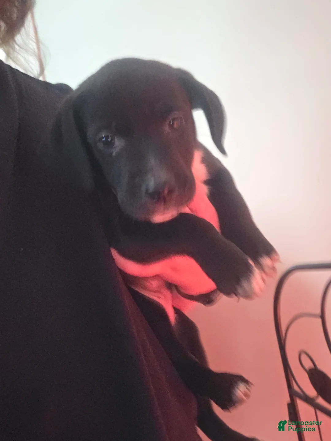 Mixed Breed dogs for sale: Meredith - Ad 1