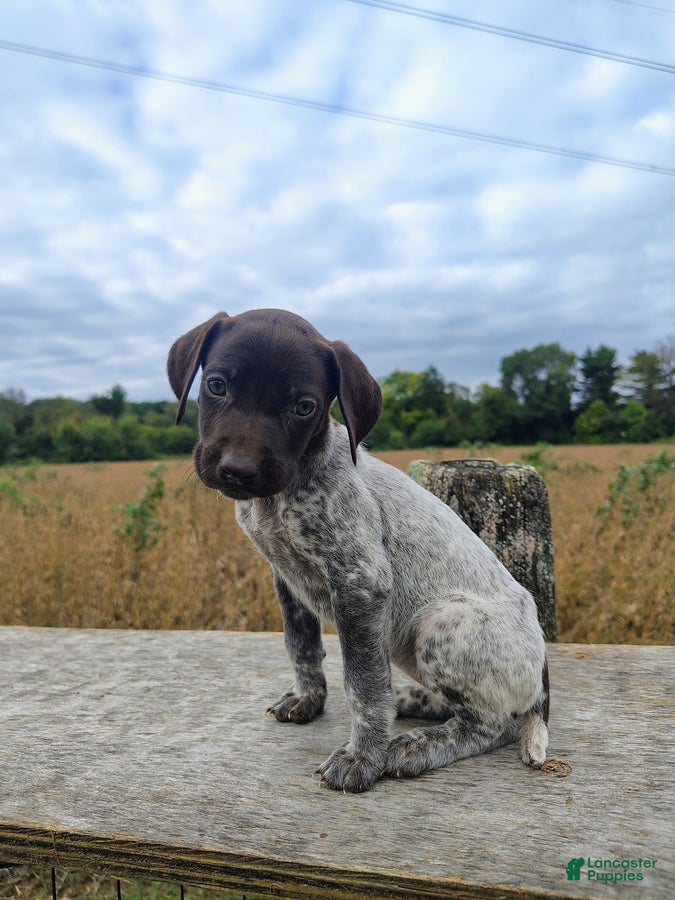 German Shorthaired Pointer dogs Remi - Ad 2