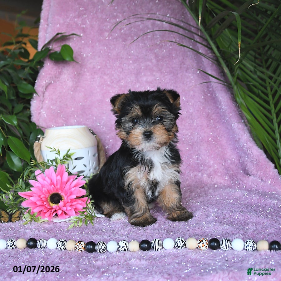 Yorkshire Terrier dogs Nicole - Ad 19