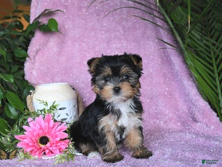 Yorkshire Terrier dogs Nicole - Ad 19