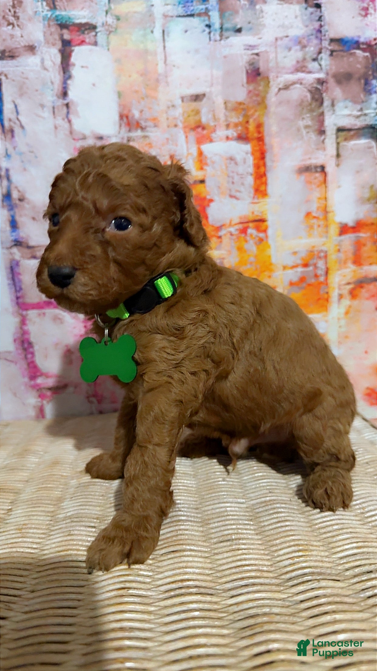 Mini Goldendoodle dogs  Puppy 7 - Ad 14