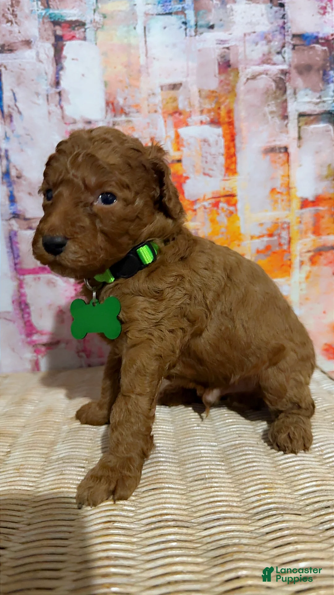 Mini Goldendoodle dogs for sale:  Puppy 7 - Ad 1