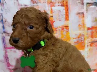 Mini Goldendoodle dogs Puppy 7 - Ad 30