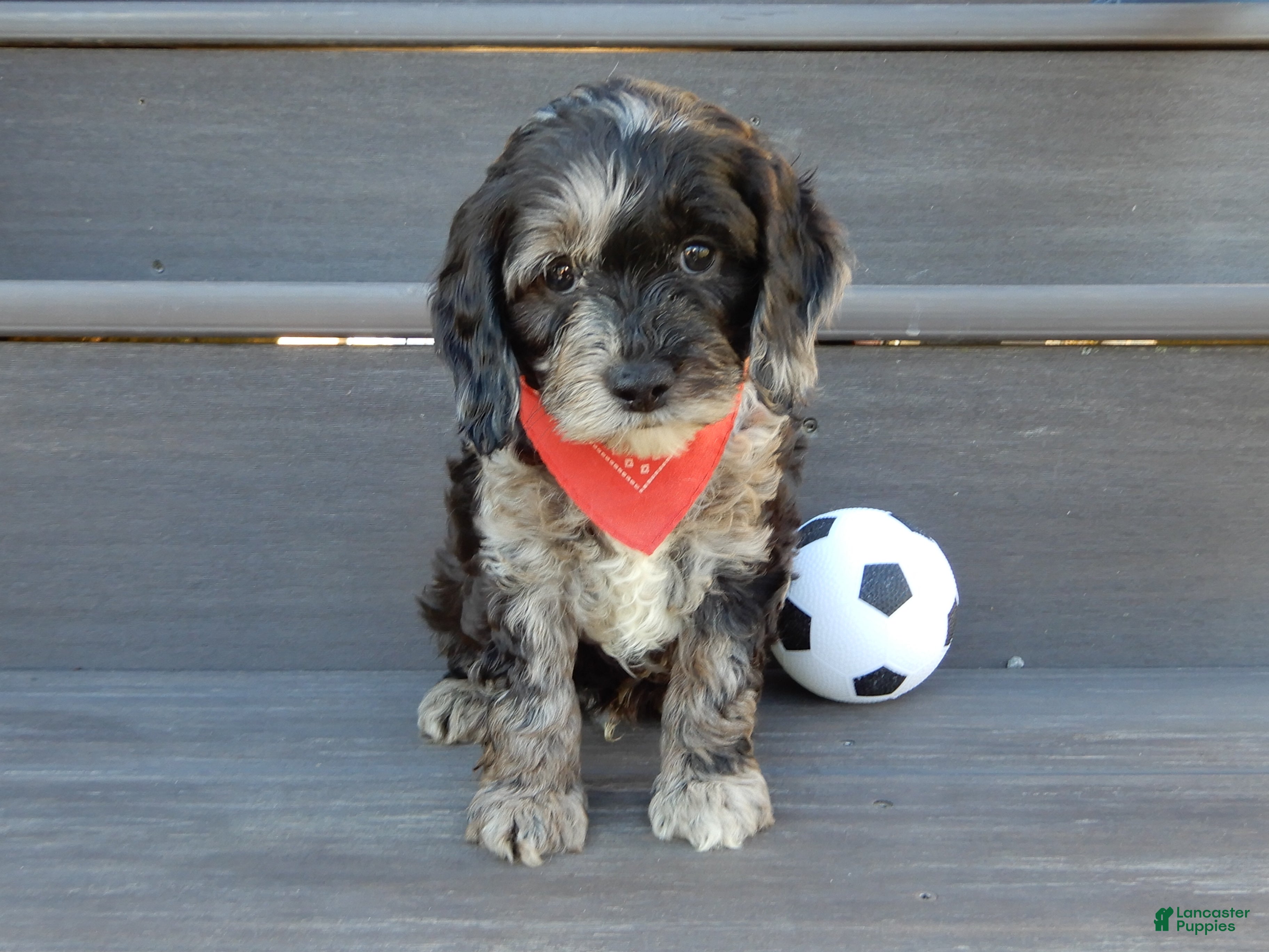 Cockapoo dogs for sale: Jake - Ad 2