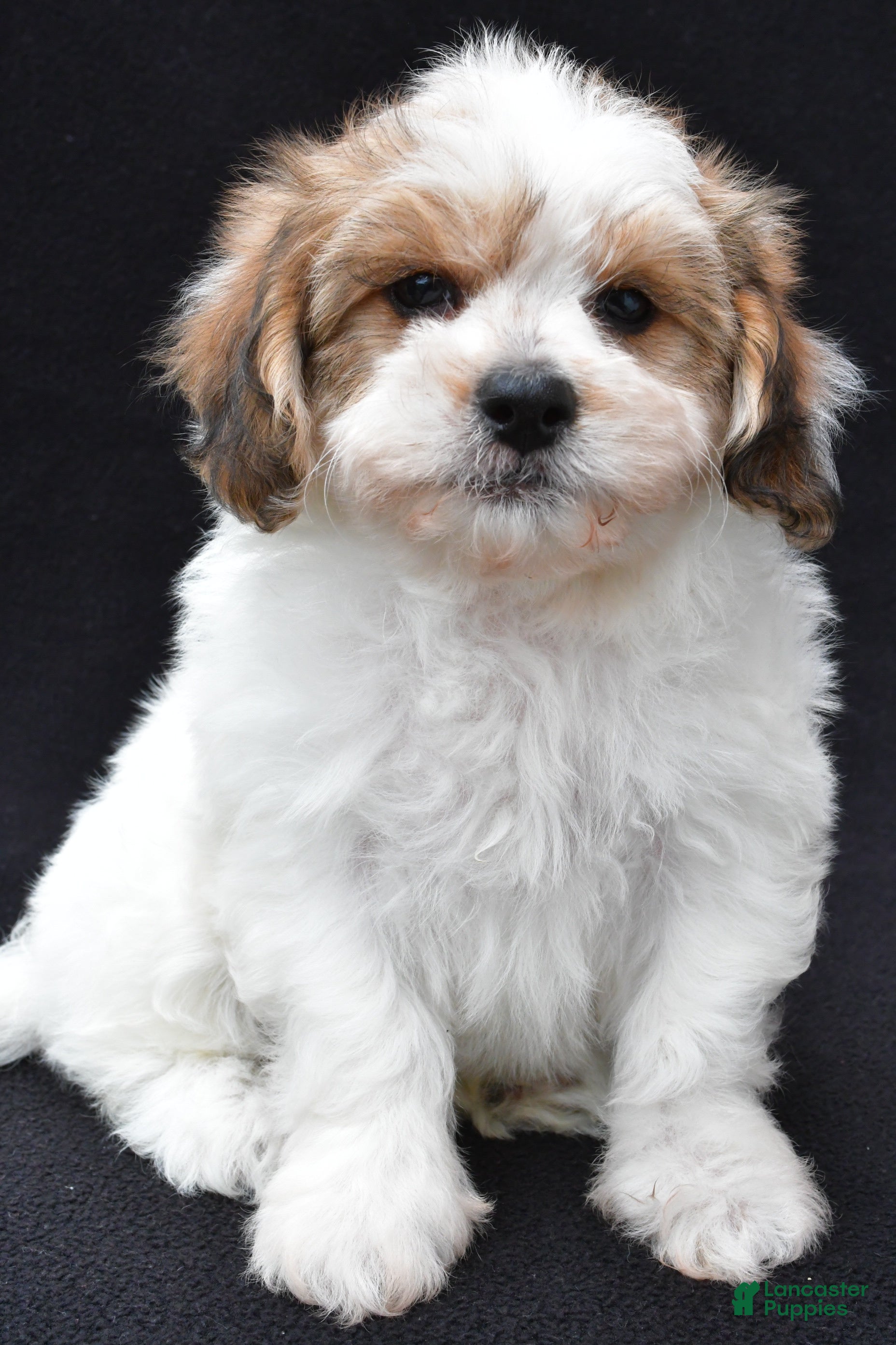 Shihpoo dogs Ryder - Ad 2