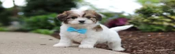 Cavachon dogs for sale: Teddy - Ad 6