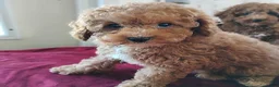 Cavapoo dogs for sale: Kenderick - Ad 4