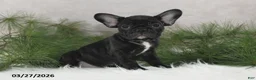 Frenchton dogs for sale: Franci - Ad 9