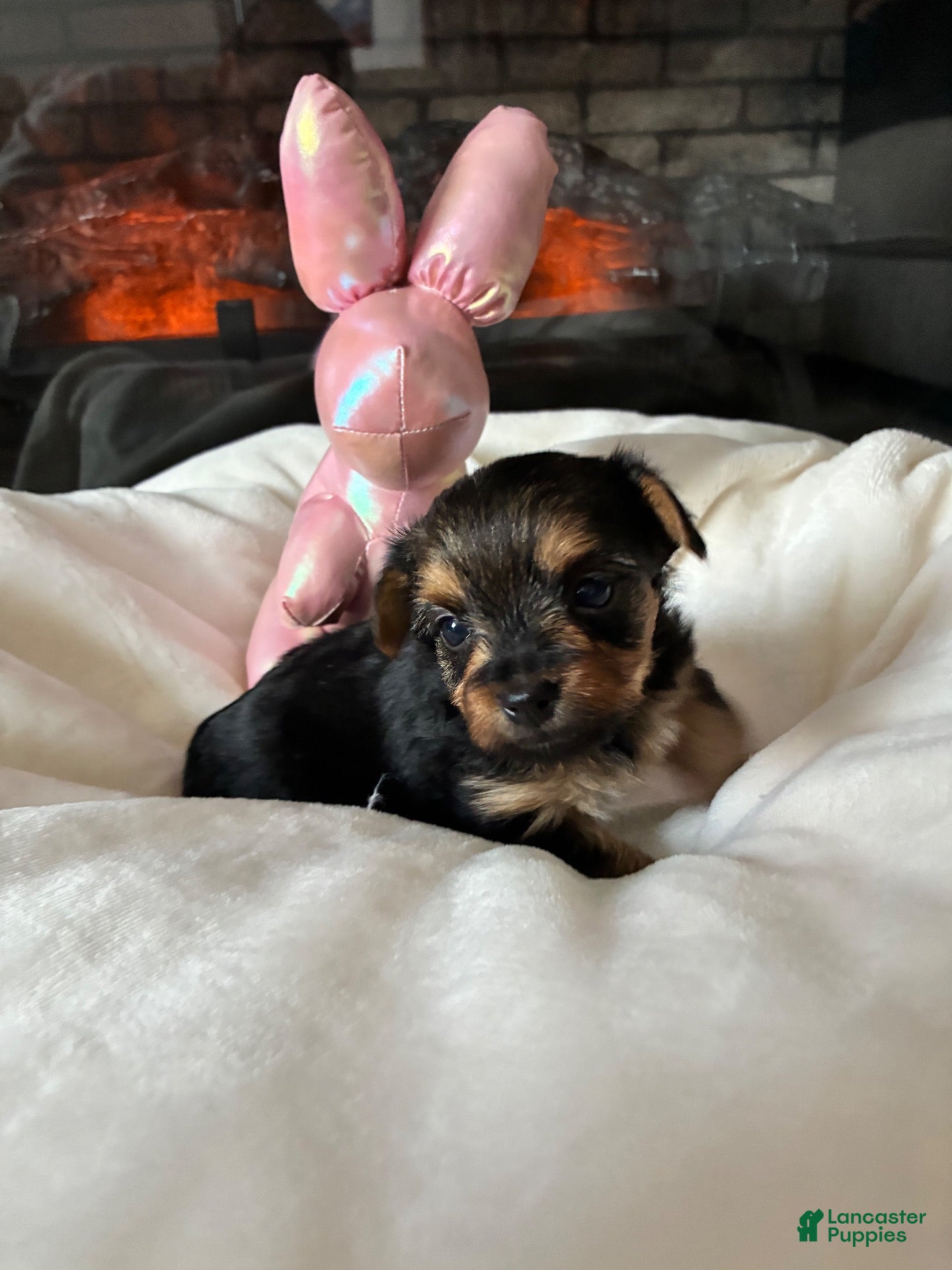 Mixed Breed dogs Maxi  - Ad 2