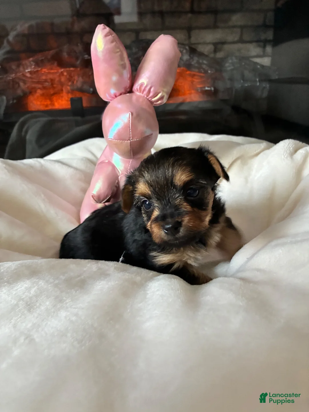 Mixed Breed dogs for sale: Maxi  - Ad 2