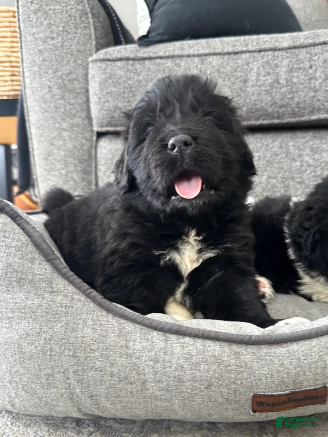 Newfoundland dogs for sale: AKC,OFA,CH, “ Jax”  - Ad 5