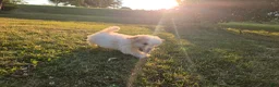 Cavapoo dogs for sale: Nutmeg - Ad 9