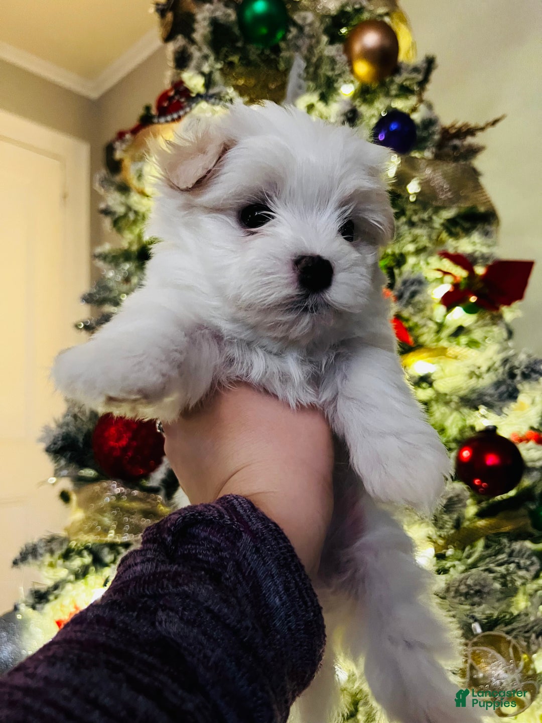 Maltese dogs for sale: Marshmallow - Ad 2