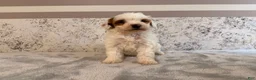 Mini Goldendoodle dogs for sale: Dixie - Ad 3