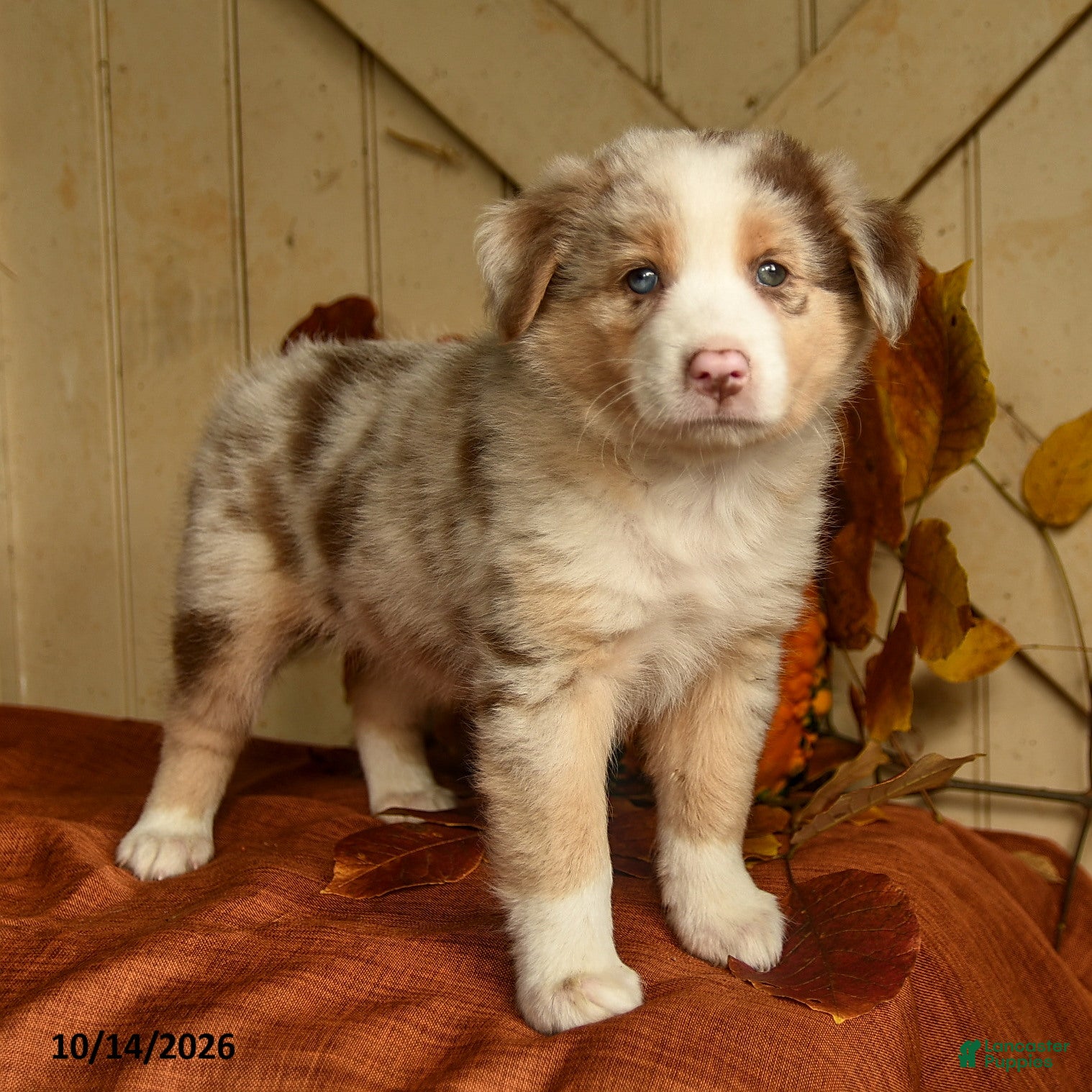 Australian Shepherd dogs for sale: Ginger - Ad 2