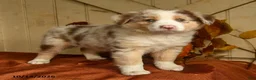 Australian Shepherd dogs for sale: Ginger - Ad 2