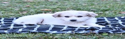 Great Pyrenees dogs for sale: Nicky - Ad 9