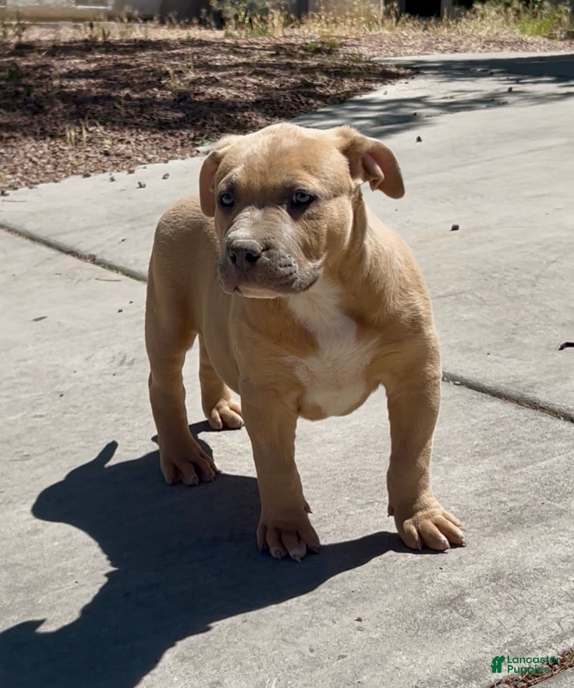 American Bully dogs BISON - Ad 2