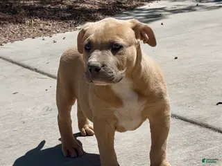 American Bully dogs BISON - Ad 2