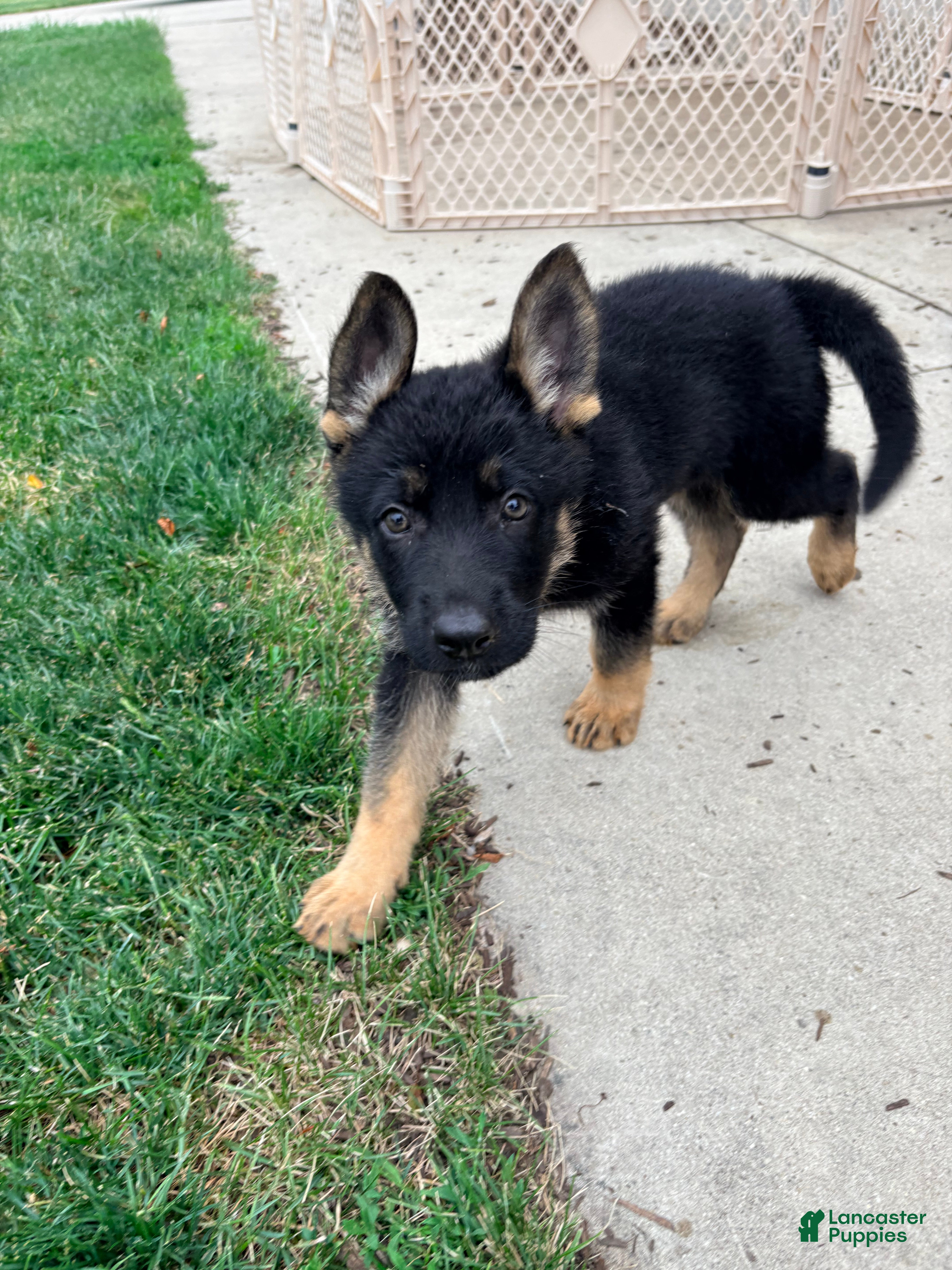 German Shepherd dogs German Shepherd Puppy 3 - Ad 1