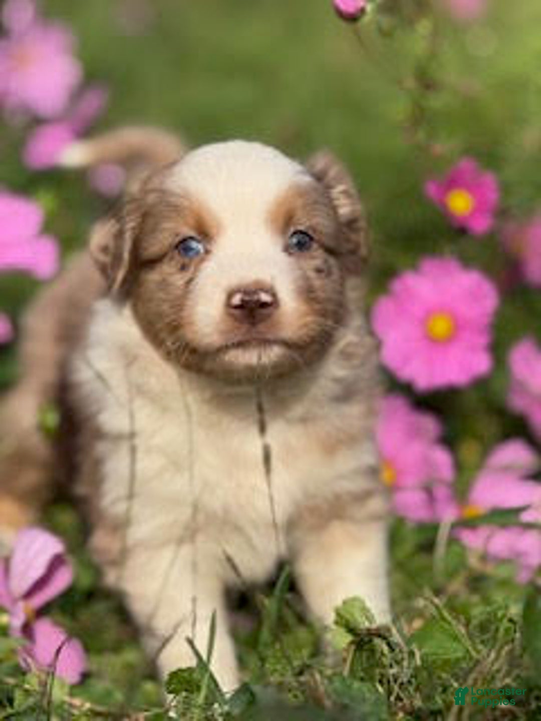 Miniature Australian Shepherd dogs for sale: Manson - Ad 2