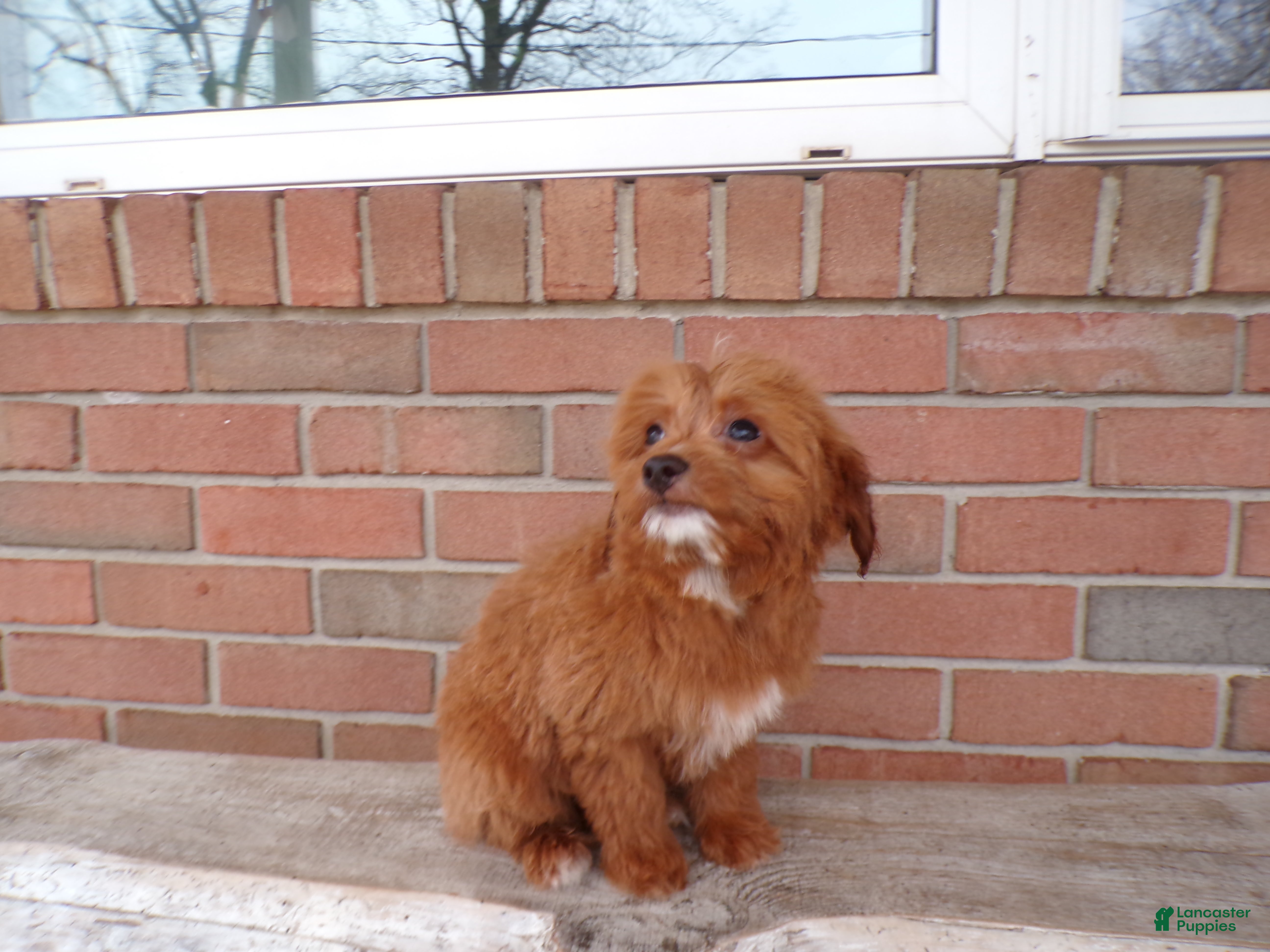 Mini Goldendoodle dogs Boston - Ad 1