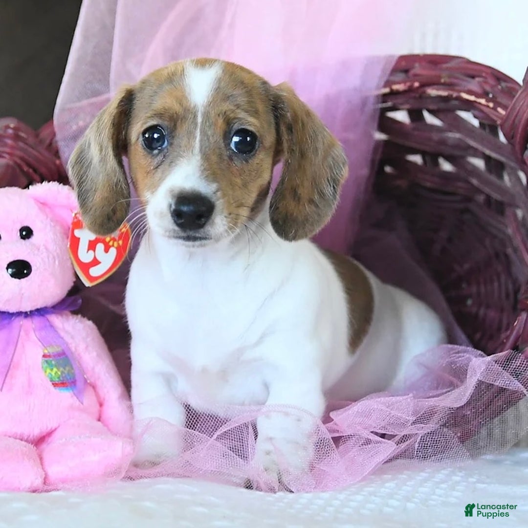 Dachshund dogs for sale: Laken - Ad 5