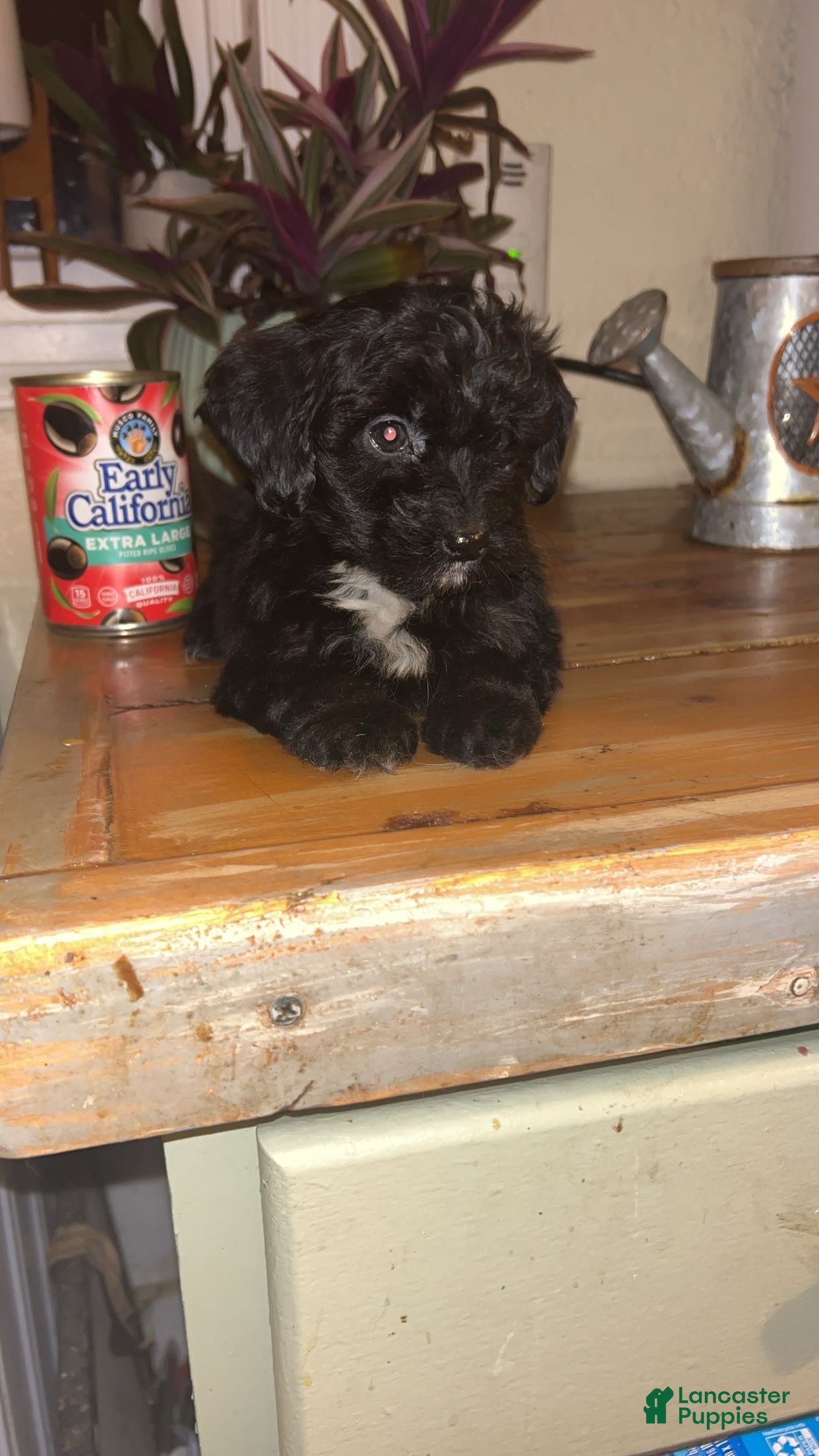 Mixed Breed dogs Puppy 2  toy aussiedoddle - Ad 2