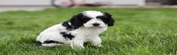 Cavapoo dogs for sale: Max - Ad 2