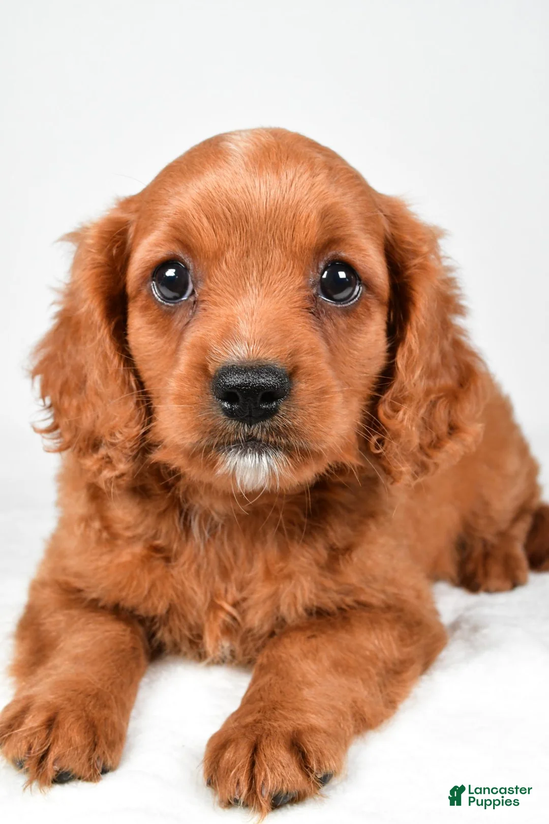 Mixed Breed dogs for sale: Brody - Ad 2