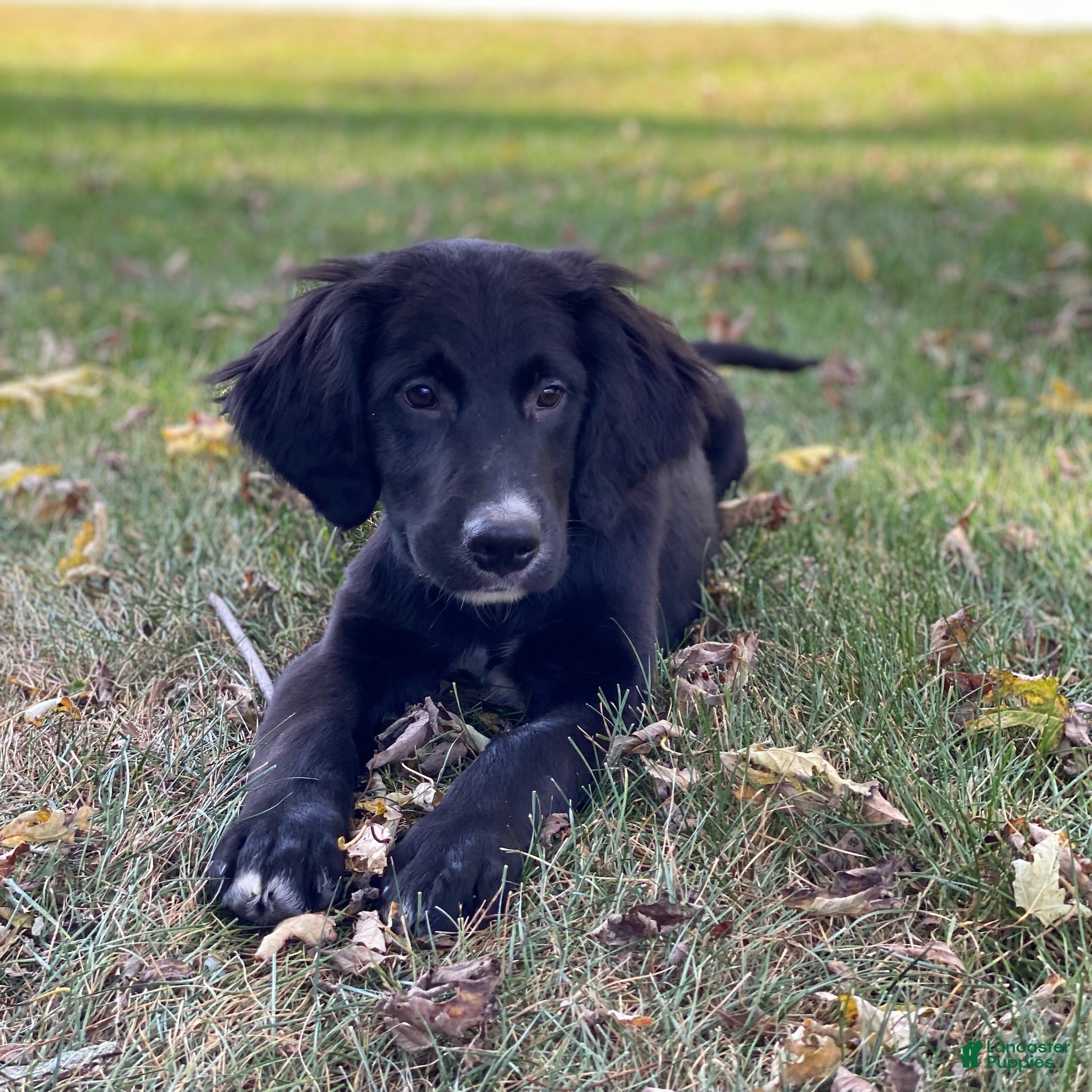 Mixed Breed dogs for sale: Clover - Ad 2