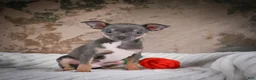 Chihuahua dogs for sale: Curby - Ad 3