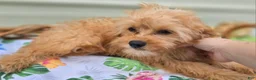 Cavapoo dogs for sale: Miles - Ad 20