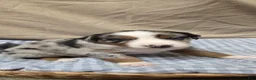 Australian Shepherd dogs for sale: Brewster  - Ad 1