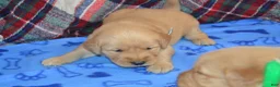 Golden Retriever dogs for sale: Milo - Ad 3