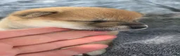 Shiba Inu dogs for sale: Betsy - Ad 12