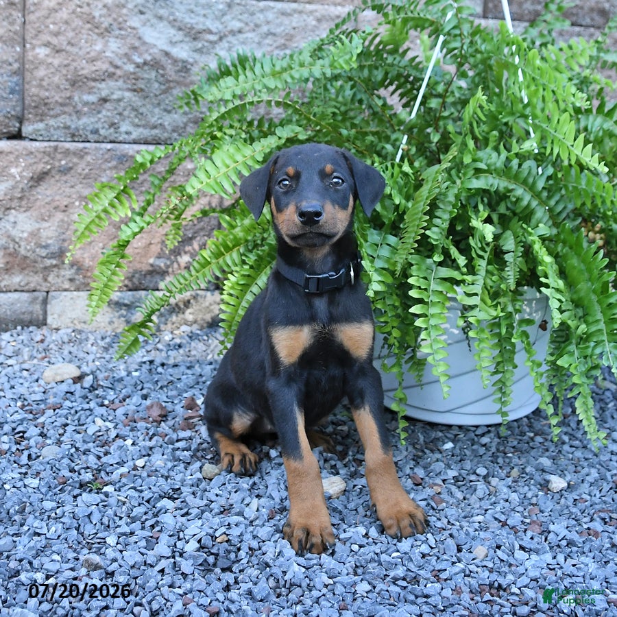 Doberman Pinscher dogs Polly - Ad 1