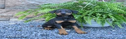 Doberman Pinscher dogs for sale: Polly - Ad 1