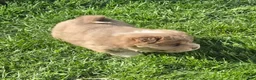 Shar Pei dogs for sale: Norah  - Ad 8