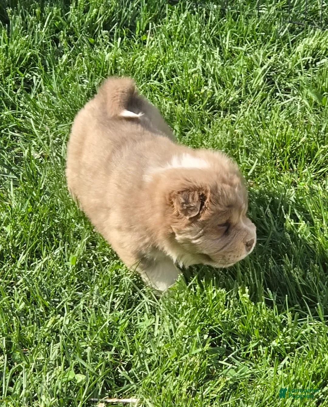 Shar Pei dogs for sale: Norah  - Ad 8