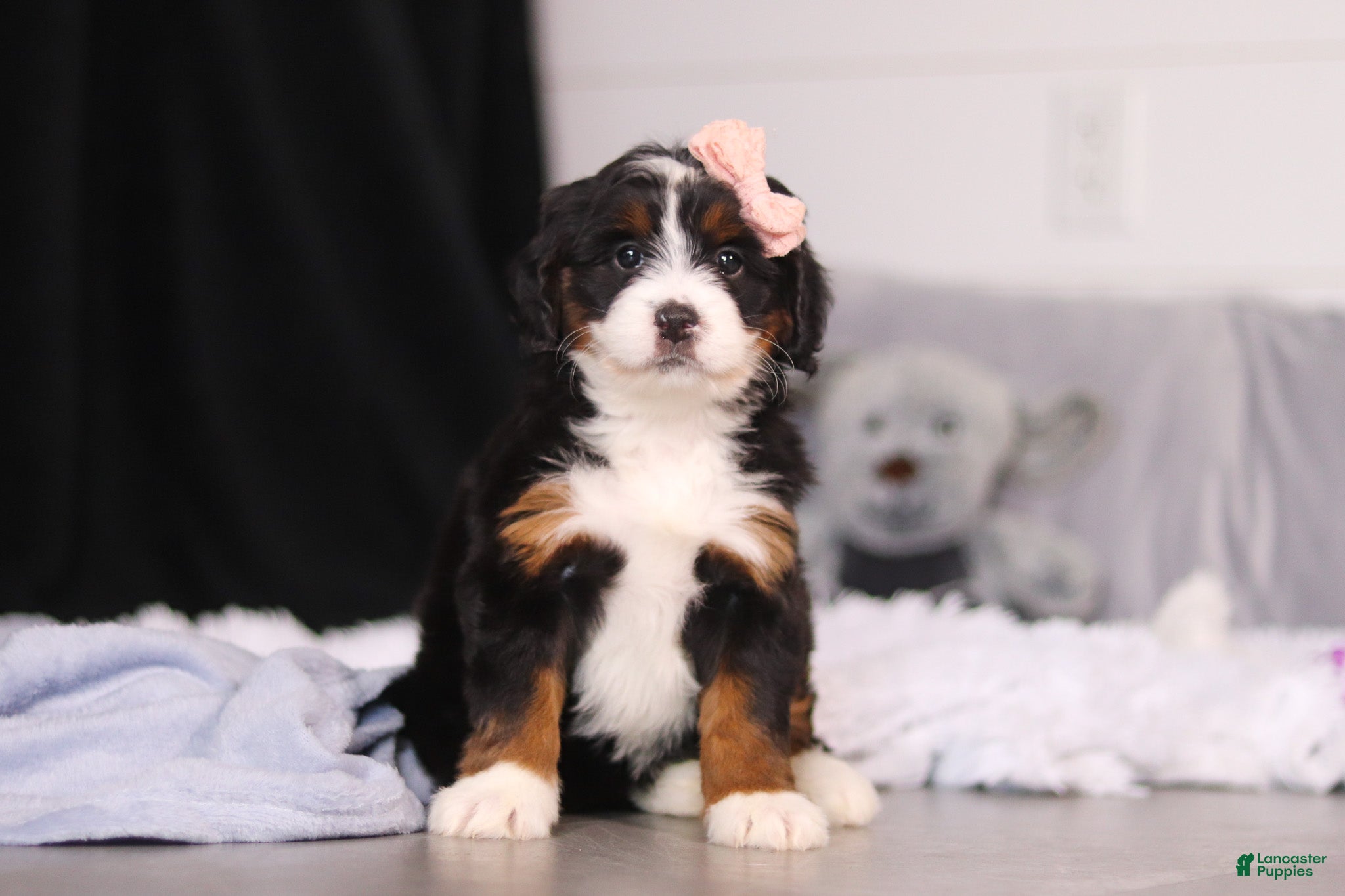 Mini Bernedoodle dogs Lady  - Ad 1