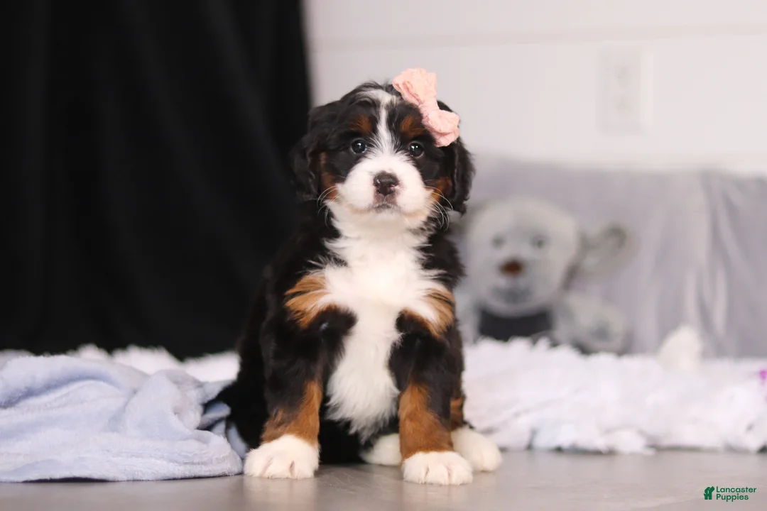 Mini Bernedoodle dogs for sale: Lady  - Ad 1