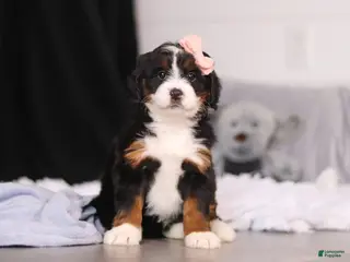 Mini Bernedoodle dogs for sale: Lady - Ad 2