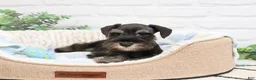 Miniature Schnauzer dogs for sale: Louie  - Ad 5