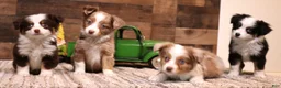 Toy Australian Shepherd dogs for sale: Copper red-tri 1 blue eye/ 1 hazel eye - Ad 3