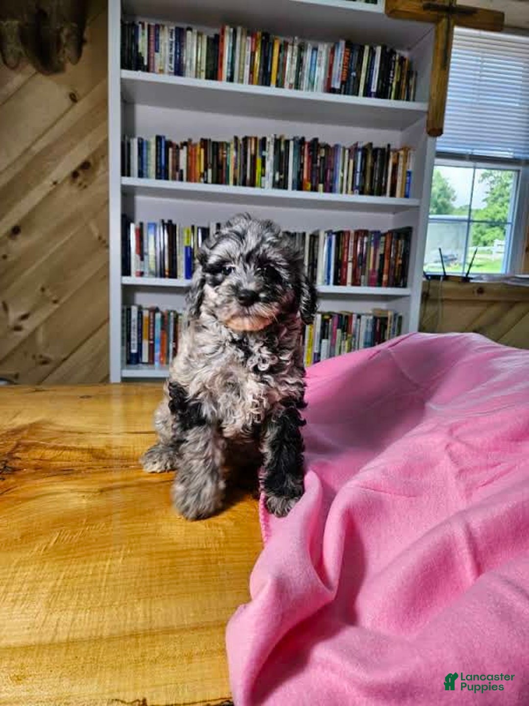 Mixed Breed dogs for sale: Speckles - Ad 11