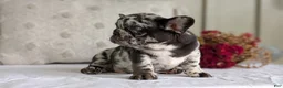 French Bulldog dogs for sale: Flash - Ad 8