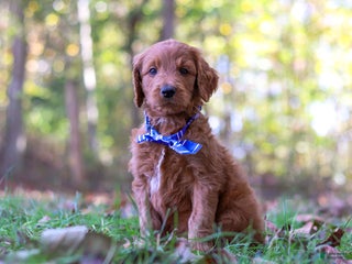 Goldendoodle dogs - Ad 41