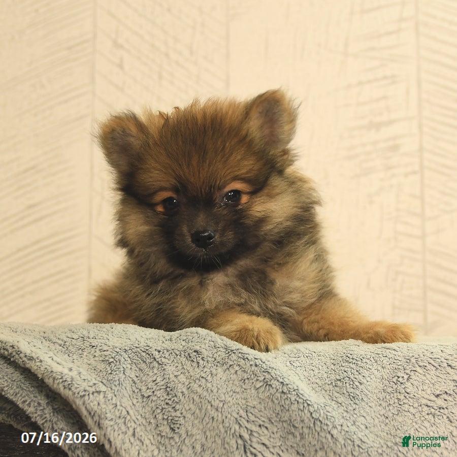 Pomeranian dogs Buster - Ad 2