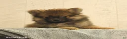 Pomeranian dogs for sale: Buster - Ad 2